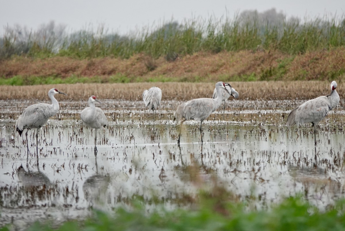 עגור קנדי - ML646468361