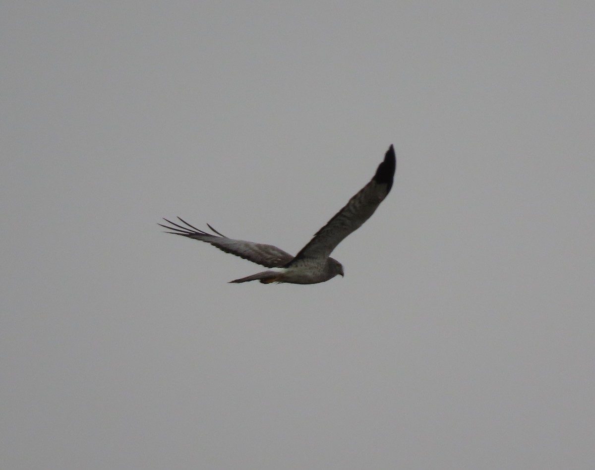 Northern Harrier - ML646468362