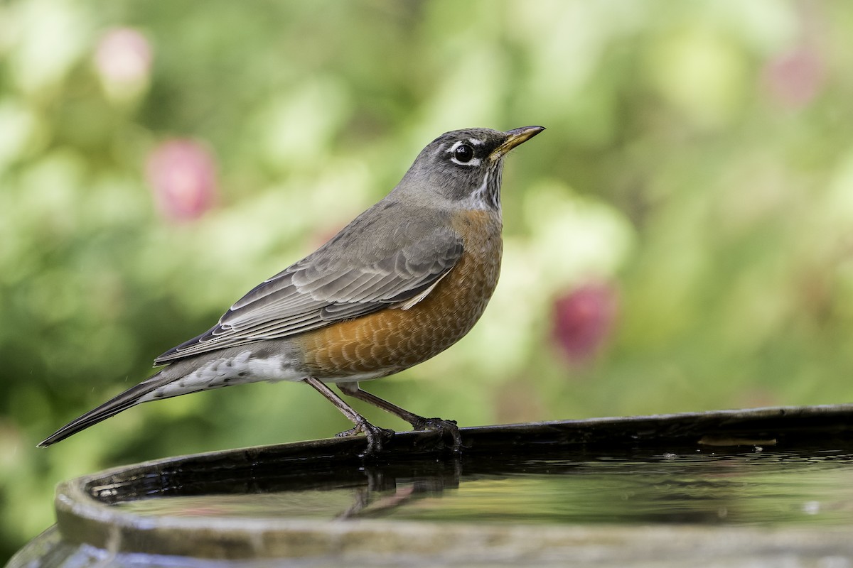 קיכלי נודד - ML646468363