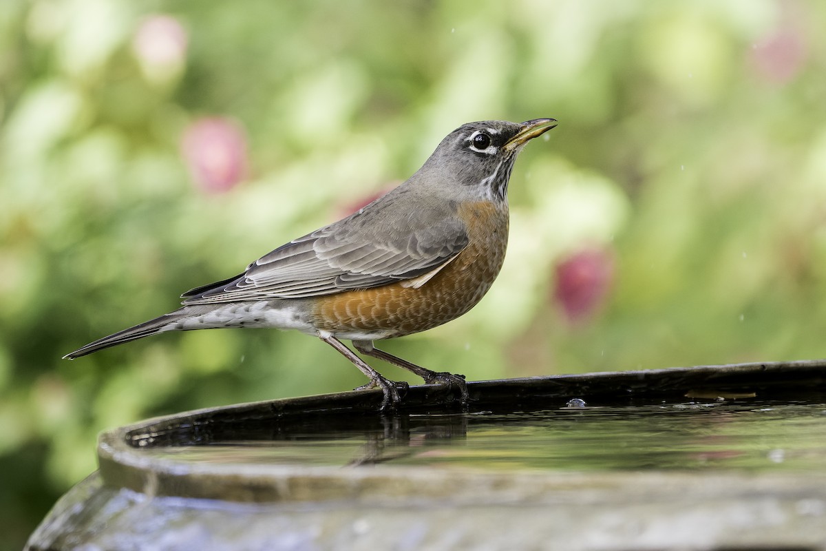 קיכלי נודד - ML646468364