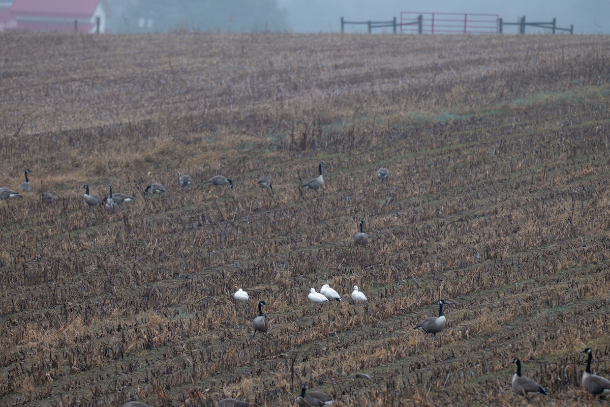 Ross's Goose - ML646468366