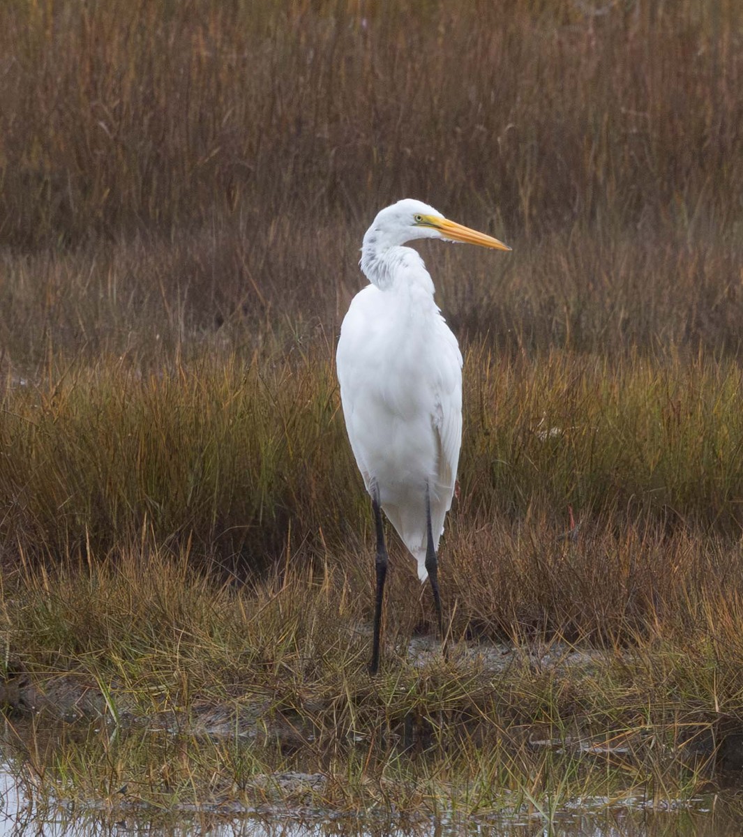 Great Egret - ML646468376