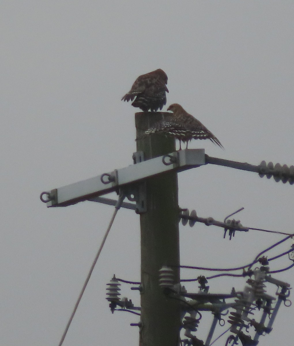 Red-shouldered Hawk - ML646468379