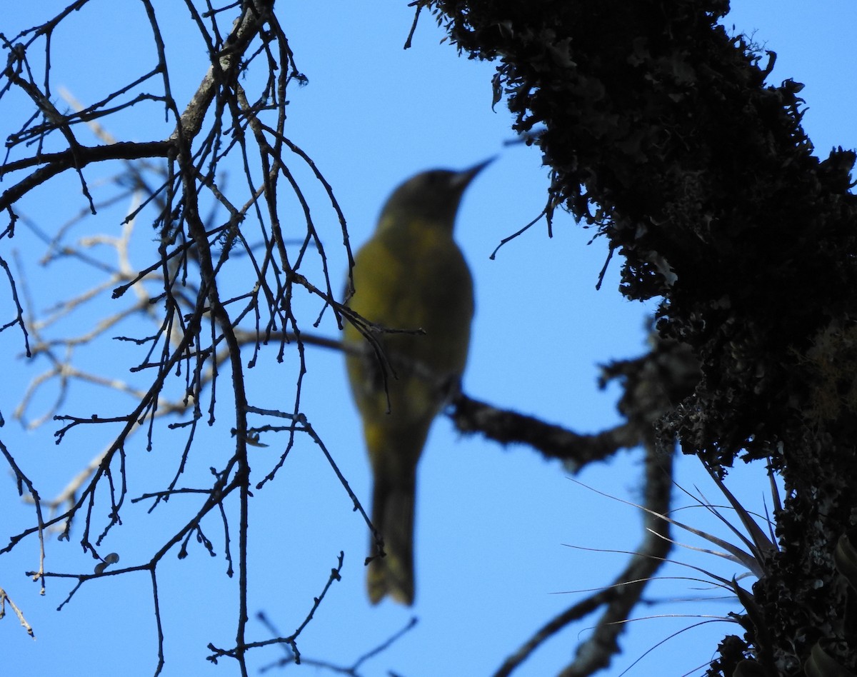 Scott's Oriole - ML646468380