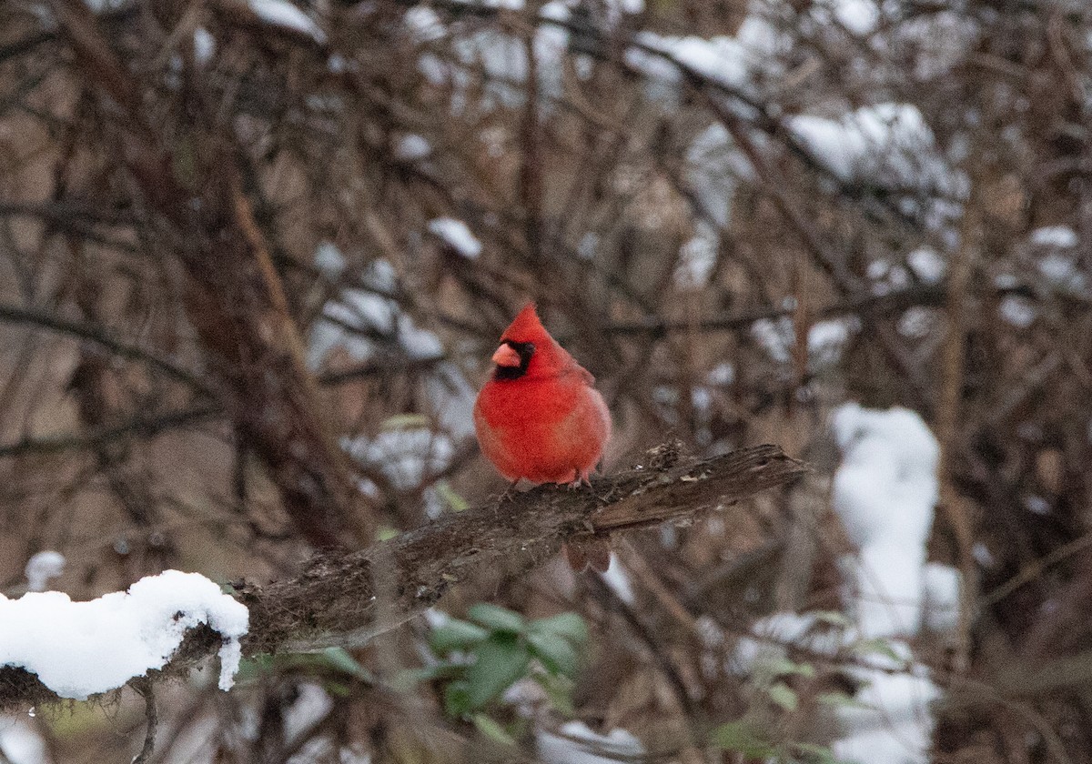 Kırmızı Kardinal - ML646468383