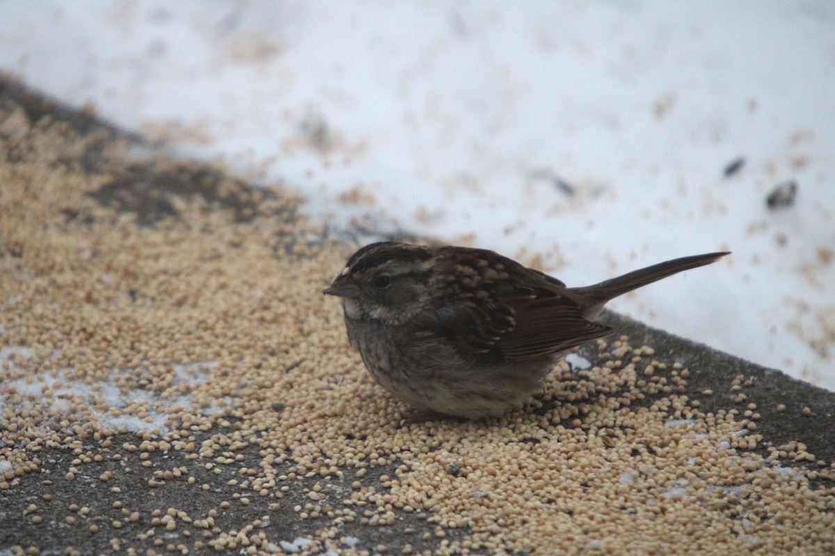 Weißkehlammer - ML646468384