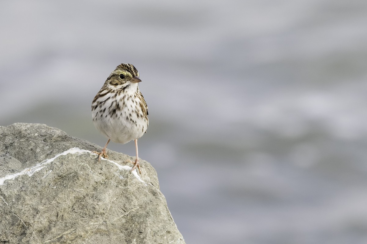 Savannah Sparrow (Savannah) - ML646468392
