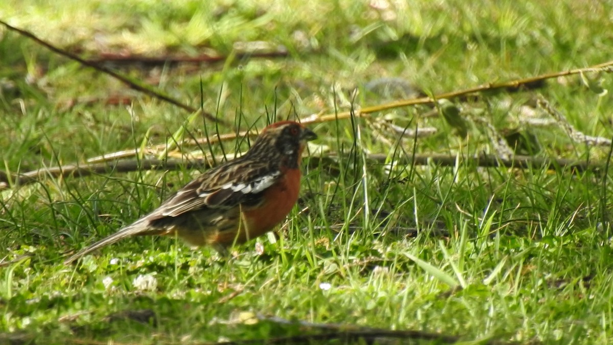 Rufous-tailed Plantcutter - ML646468394