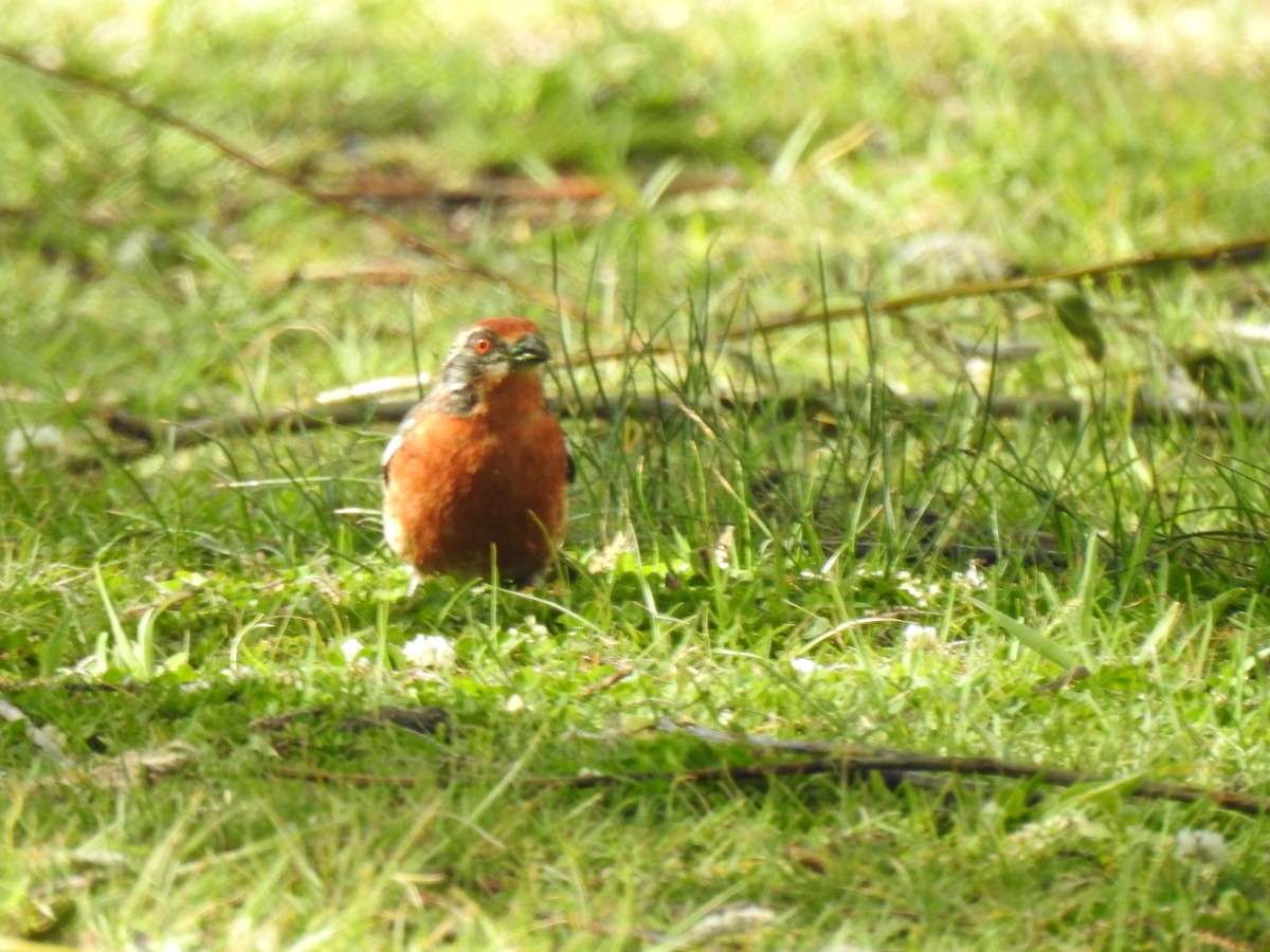 Rufous-tailed Plantcutter - ML646468395