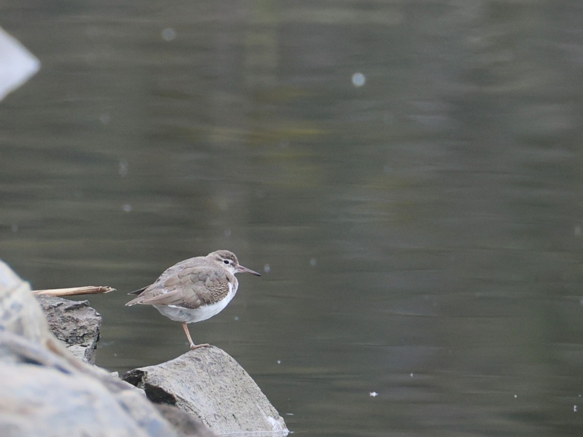 Spotted Sandpiper - ML646468396