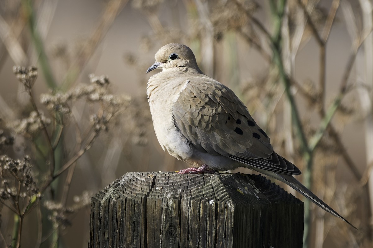 תורית אמריקנית - ML646468398