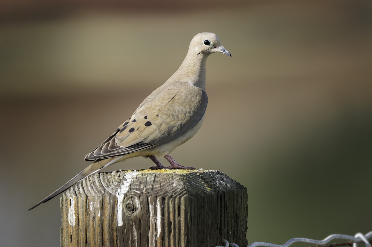 תורית אמריקנית - ML646468399