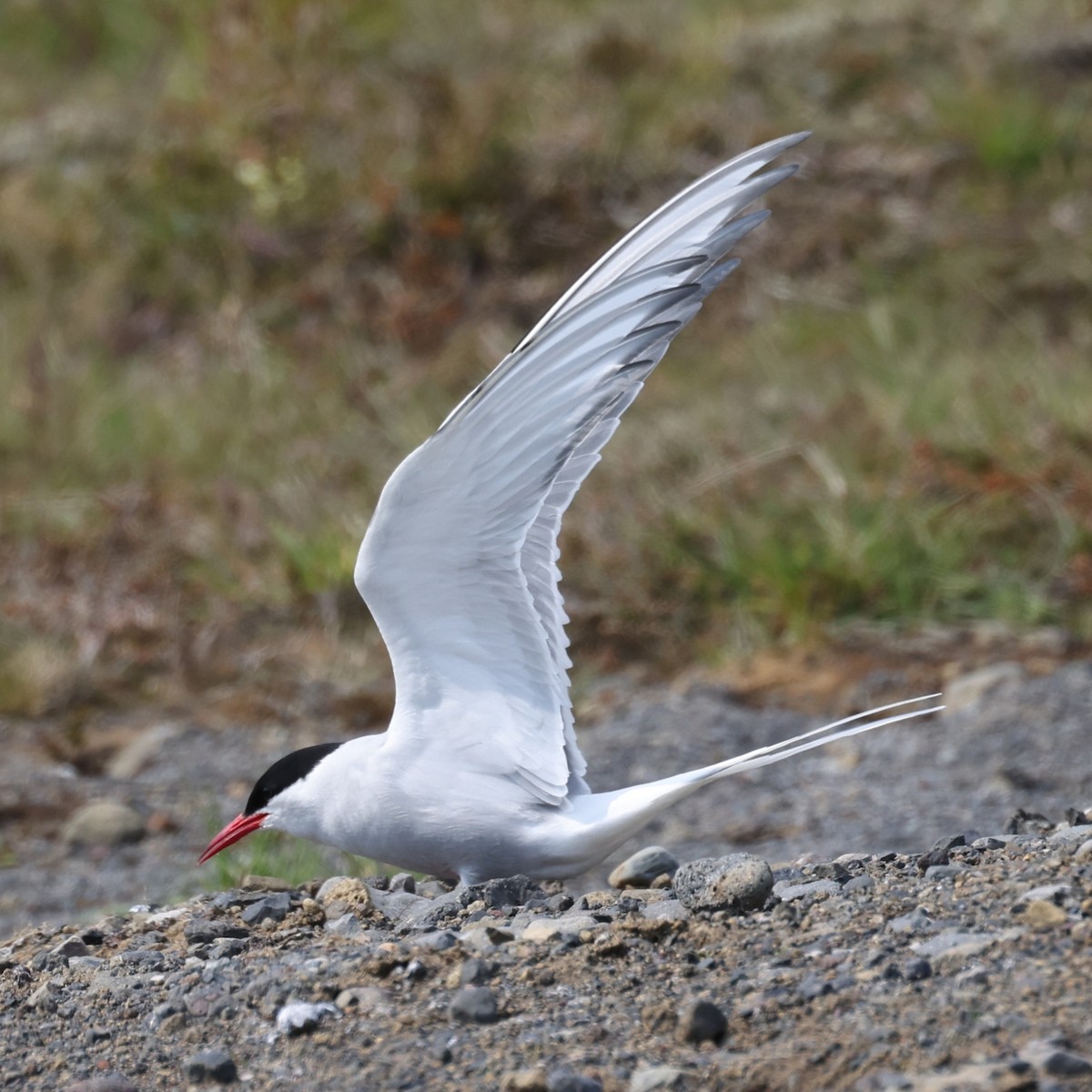 Arctic Tern - ML646468401