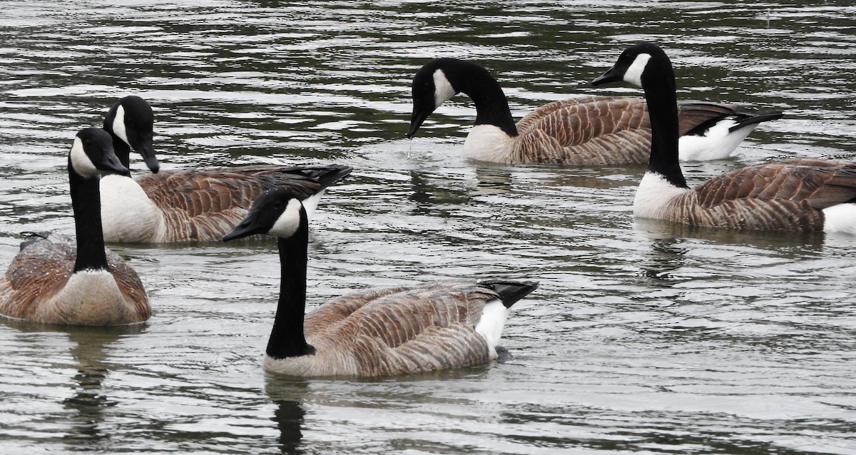 Canada Goose - ML646468402