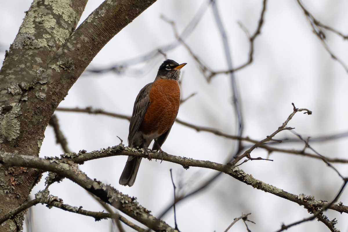 drozd stěhovavý - ML646468411