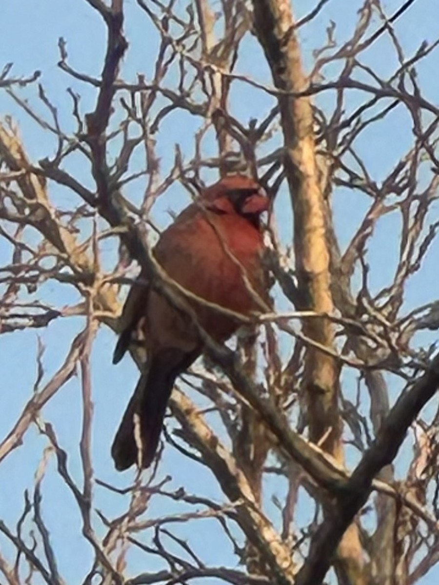 kardinál červený - ML646468414