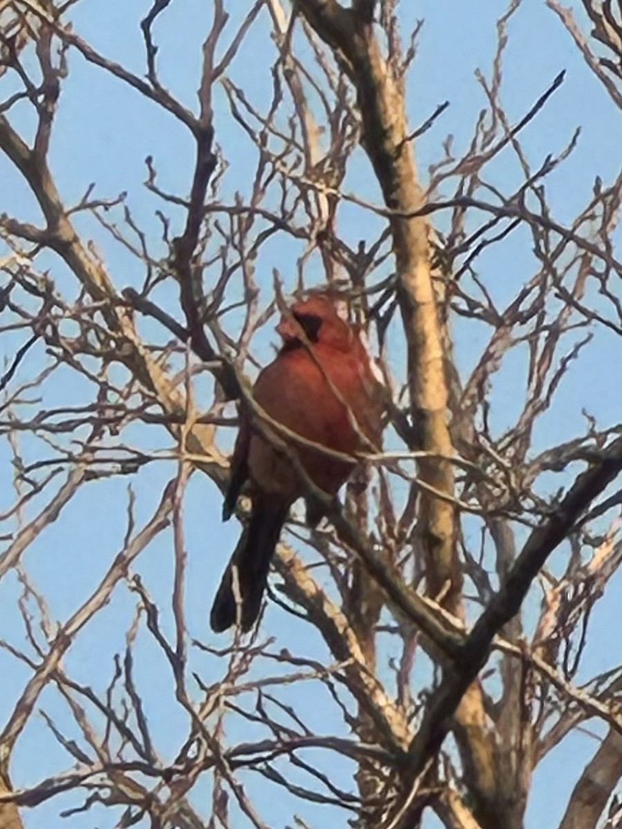 kardinál červený - ML646468415