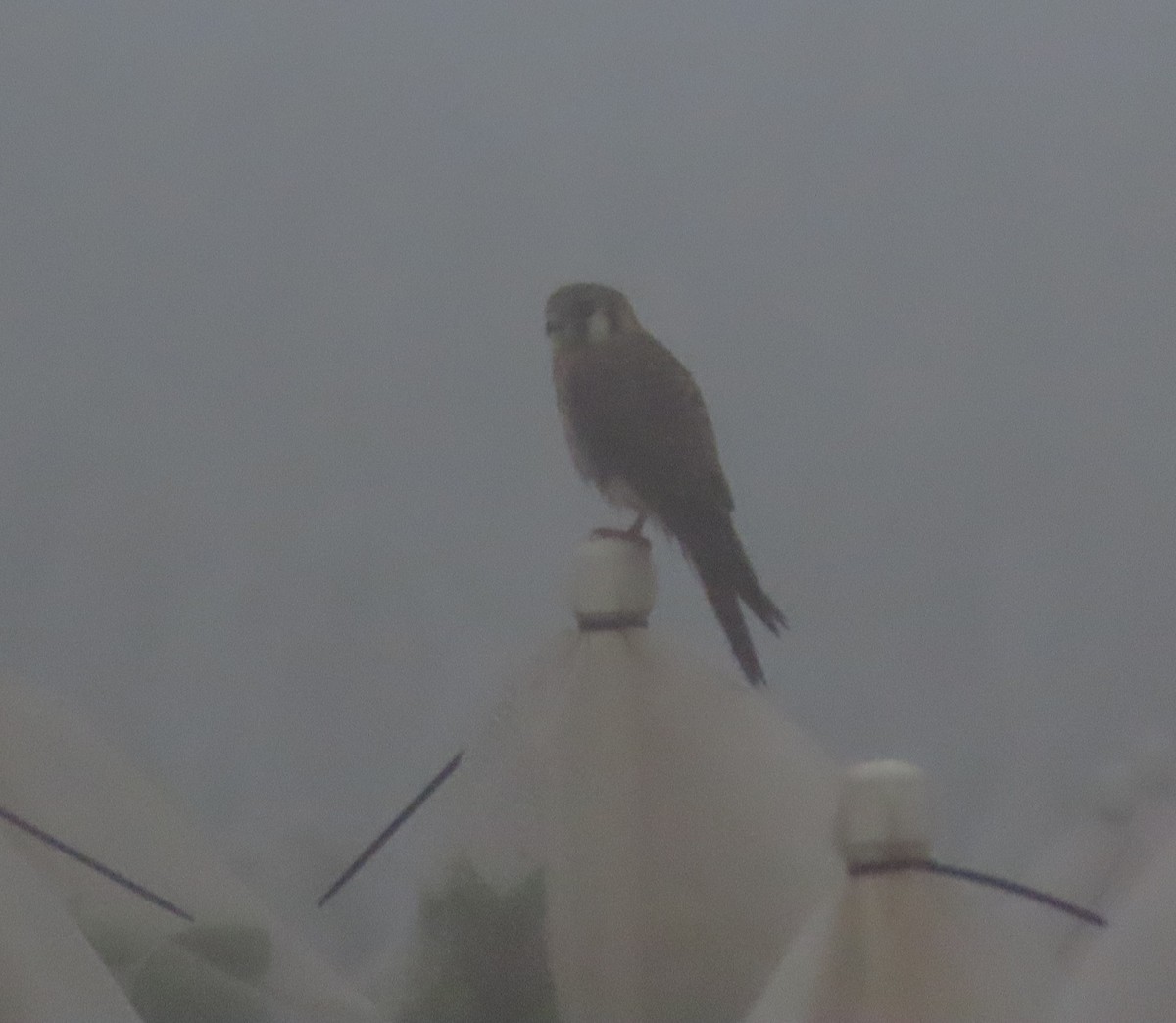 American Kestrel - ML646468416