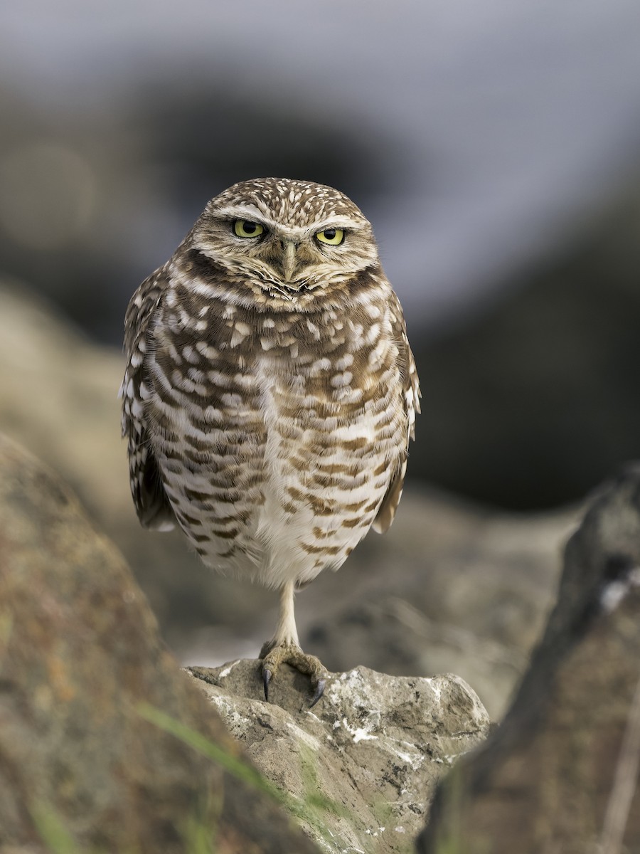 Burrowing Owl - ML646468418