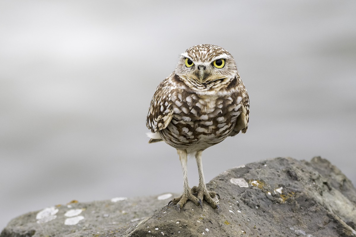 Burrowing Owl - ML646468419
