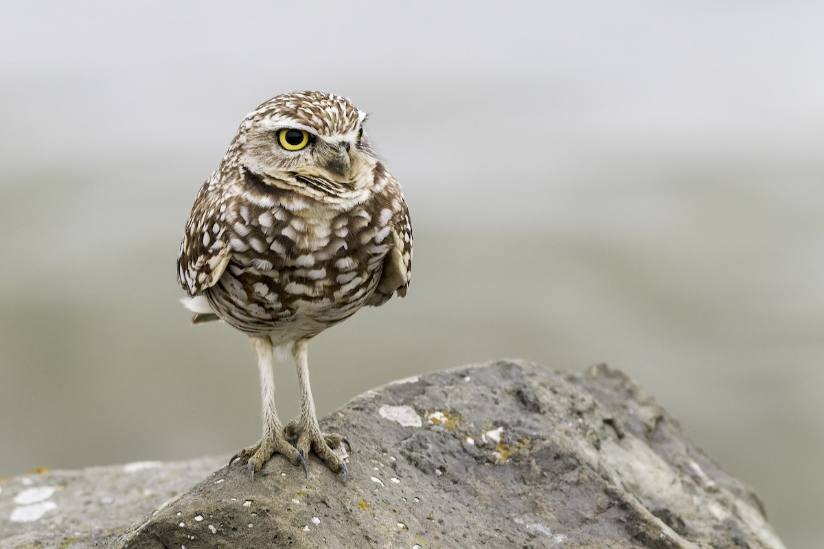 Burrowing Owl - ML646468420