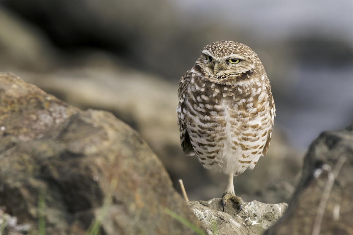 Burrowing Owl - ML646468421