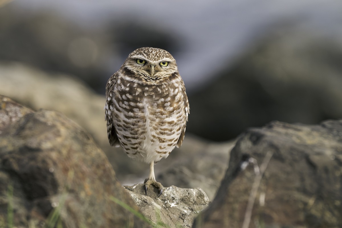 Burrowing Owl - ML646468422