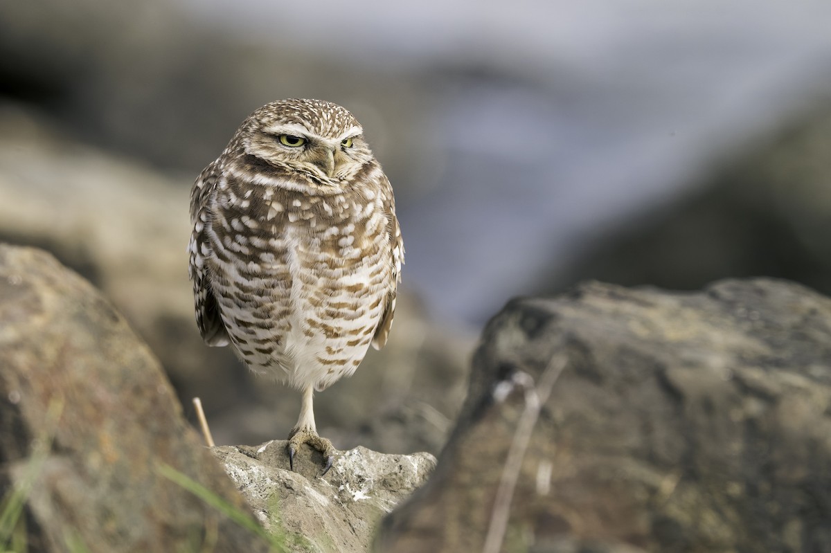 Burrowing Owl - ML646468423