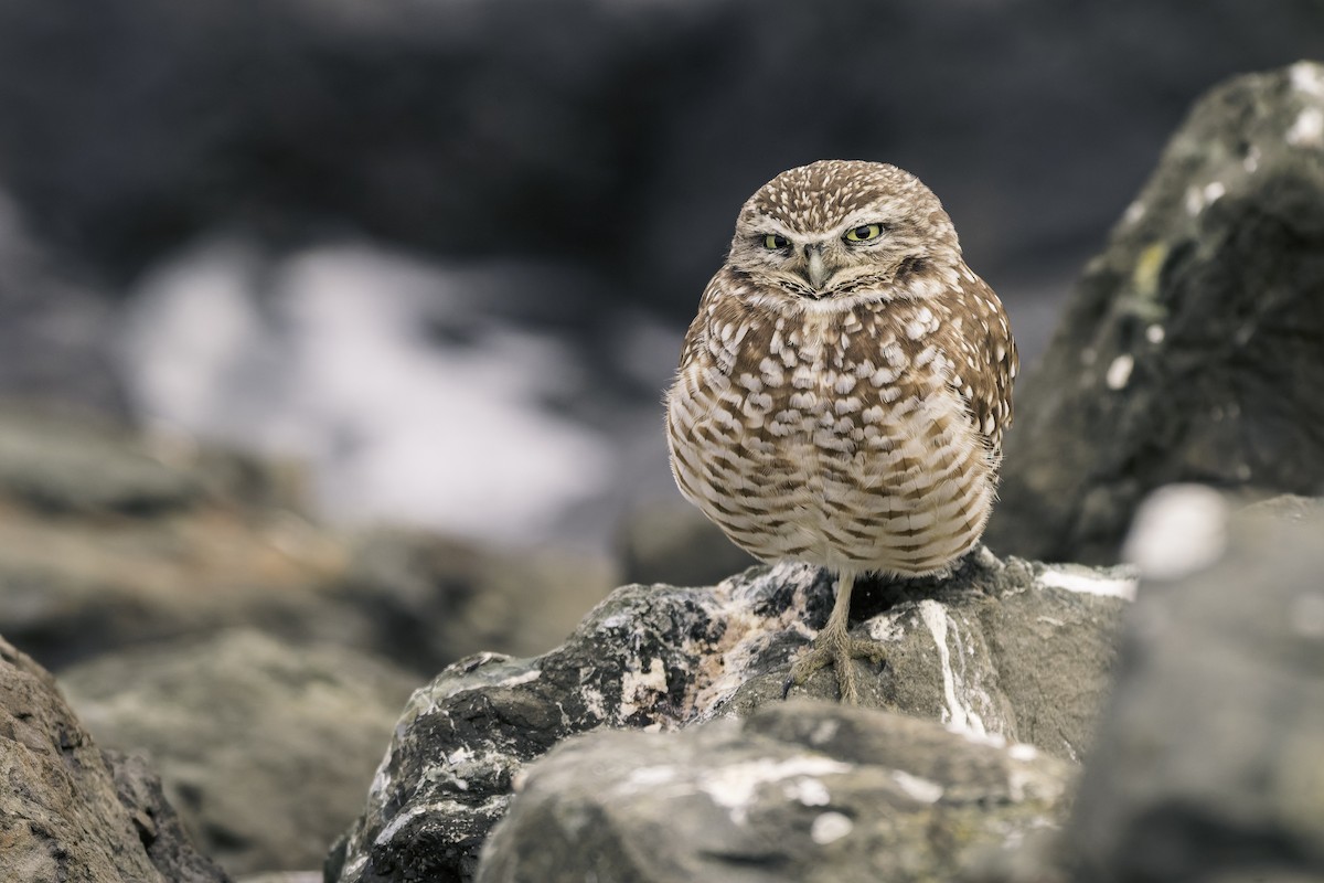 Burrowing Owl - ML646468424