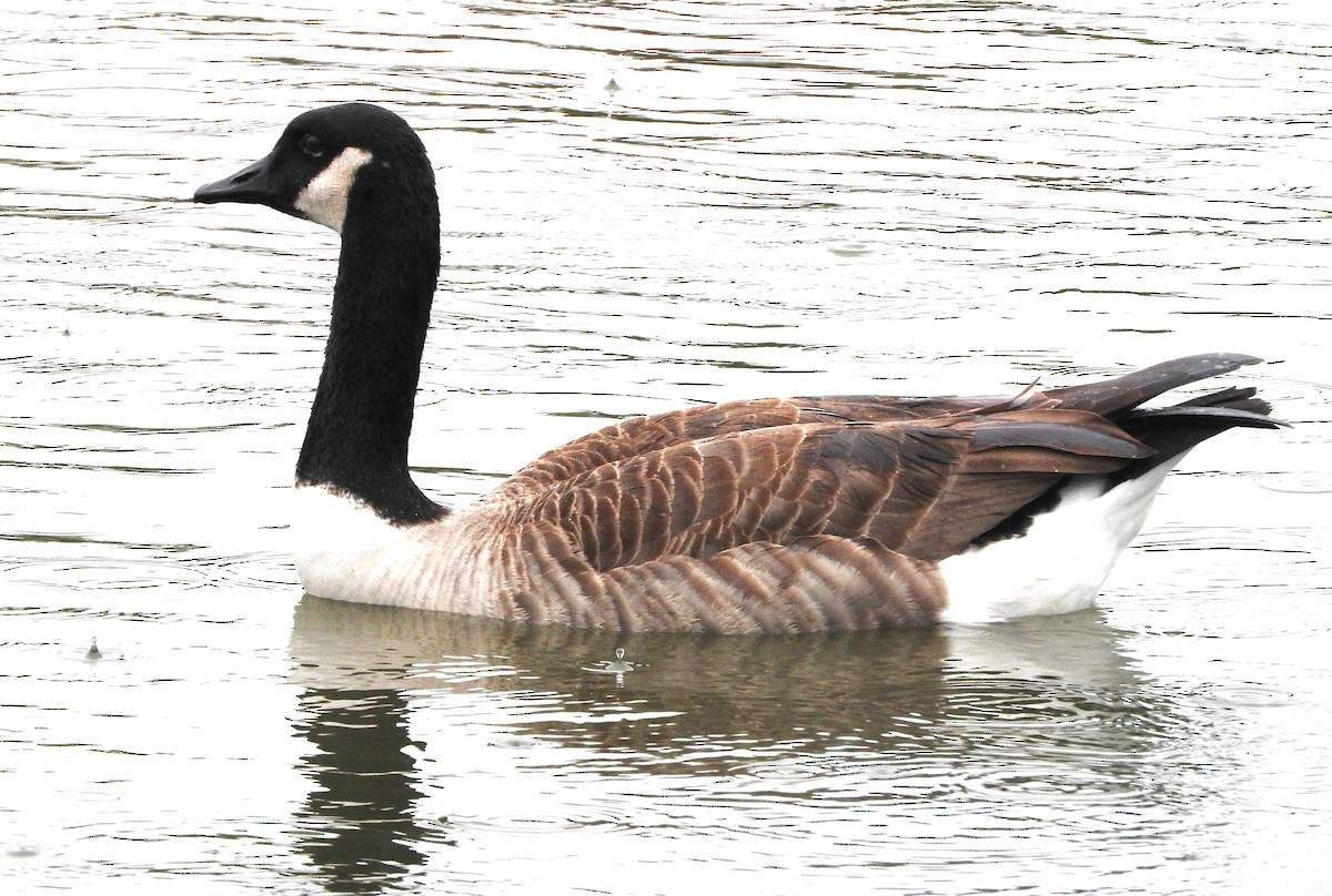 Canada Goose - ML646468425