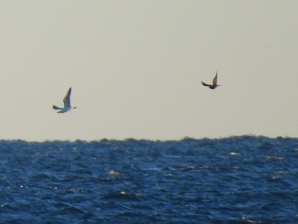 Parasitic Jaeger - ML646468426