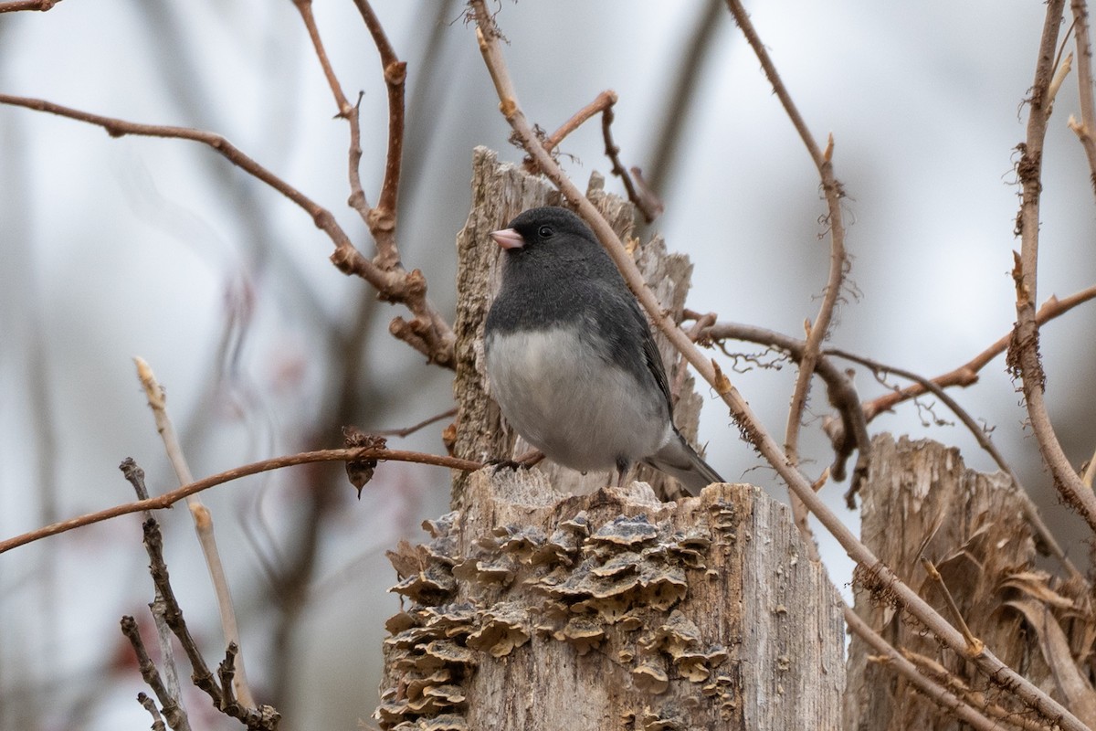 strnadec zimní - ML646468433