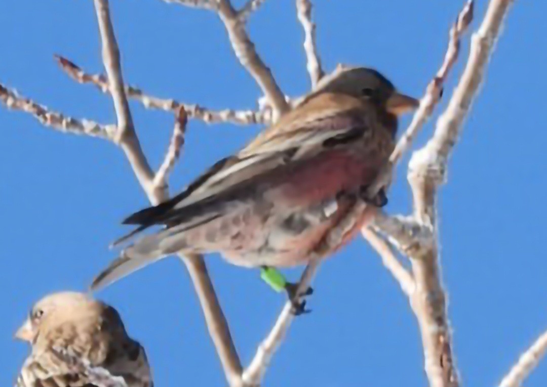 Gray-crowned Rosy-Finch (Hepburn's) - ML646468436