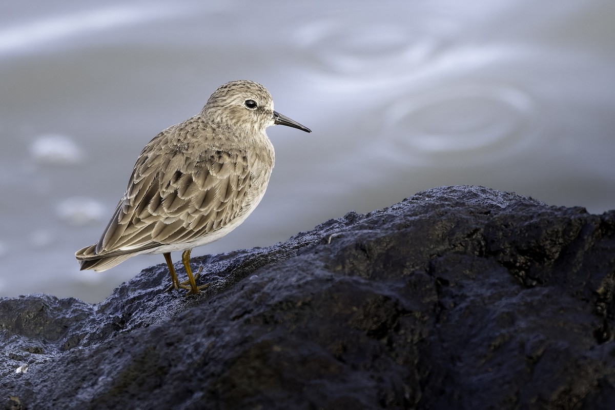 חופית זעירה - ML646468438