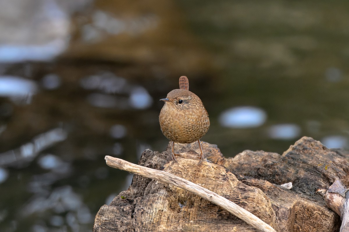 Troglodyte des forêts - ML646468439