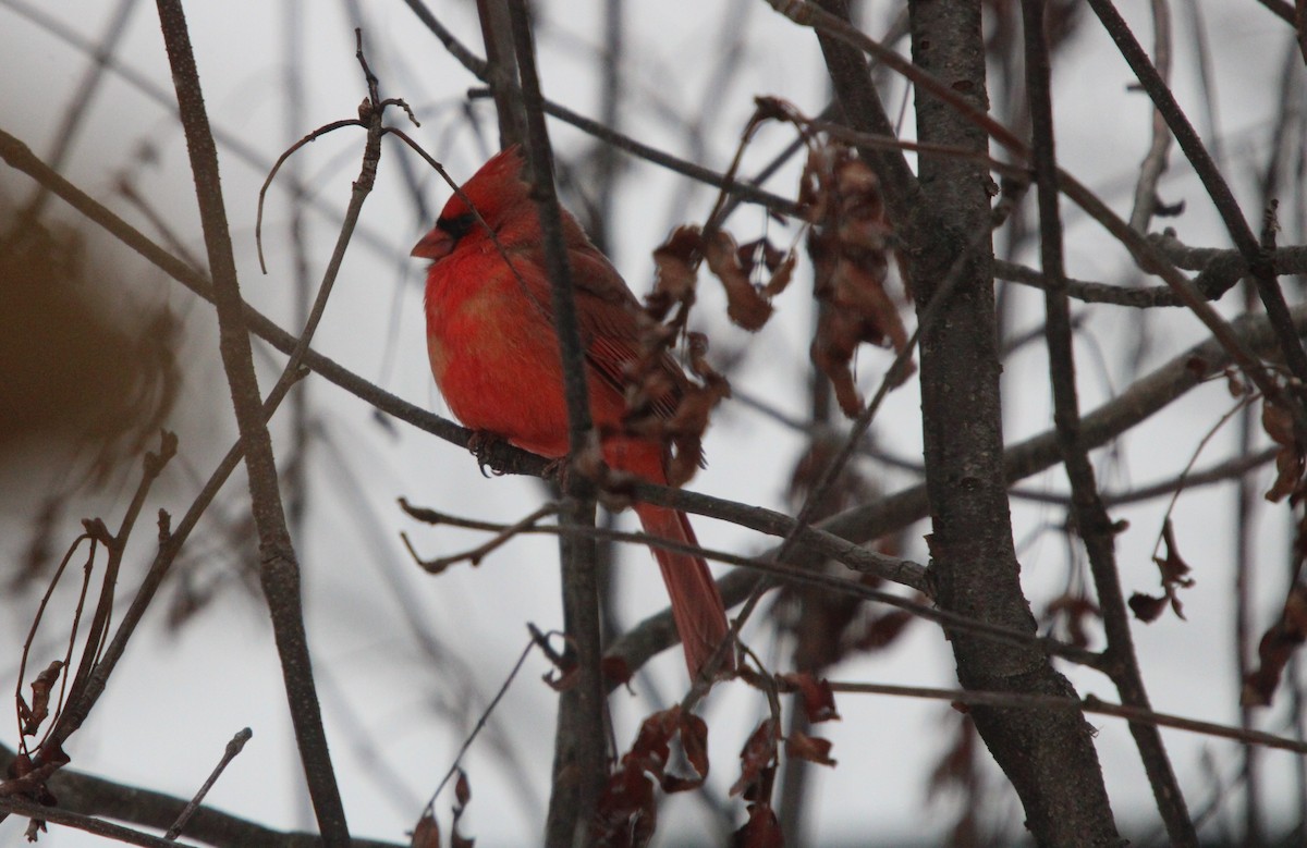 Rotkardinal - ML646468440