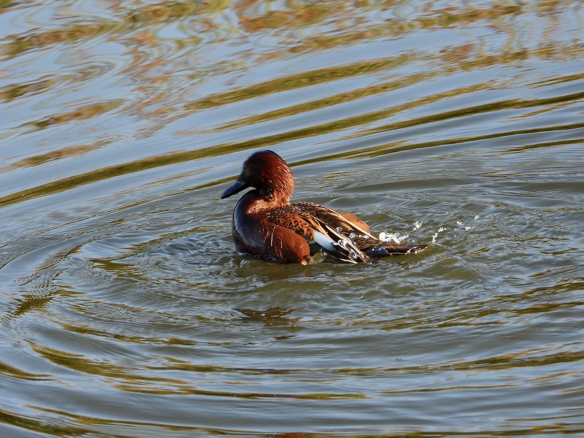 Cinnamon Teal - ML646468441