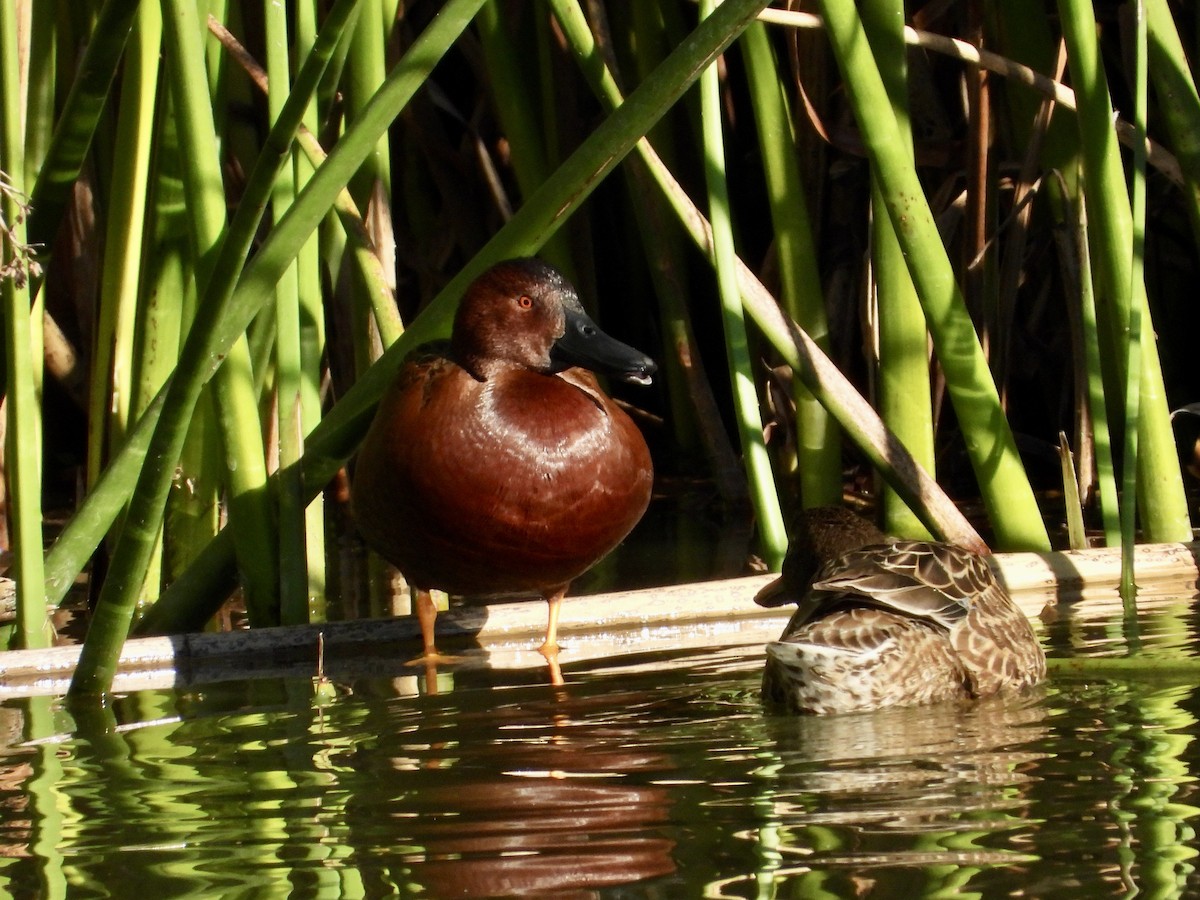 Cinnamon Teal - ML646468442