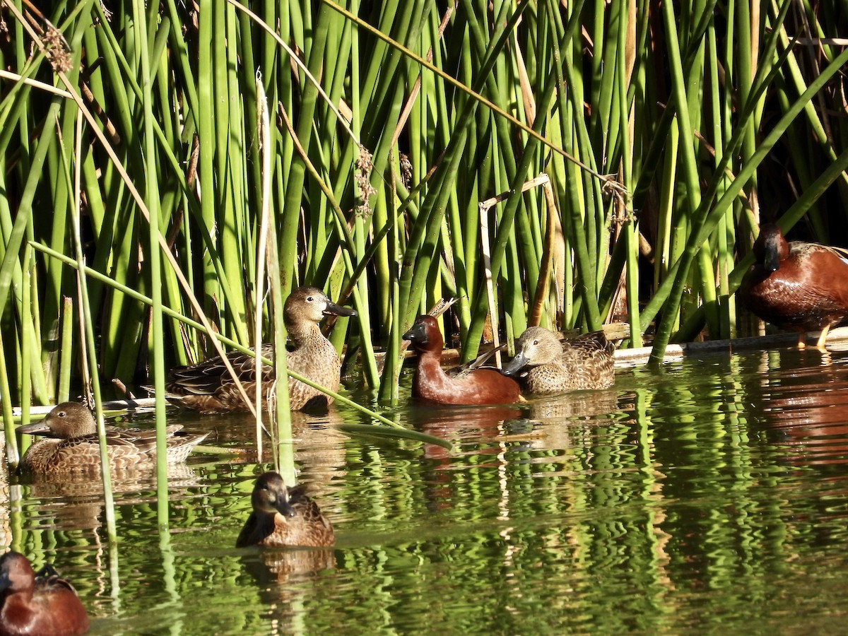 Cinnamon Teal - ML646468443