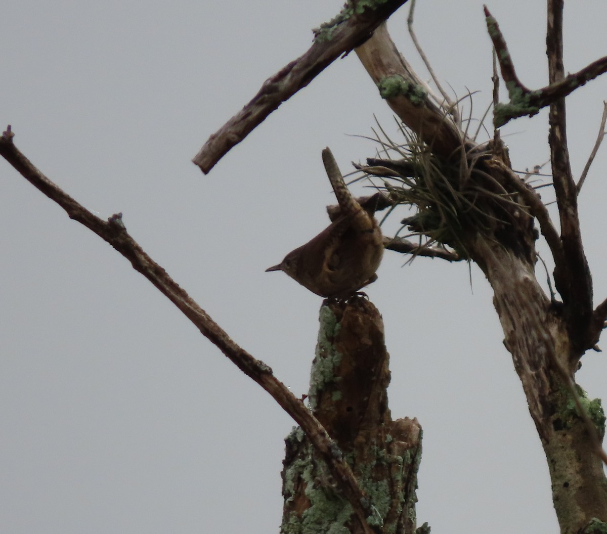 Northern House Wren - ML646468444