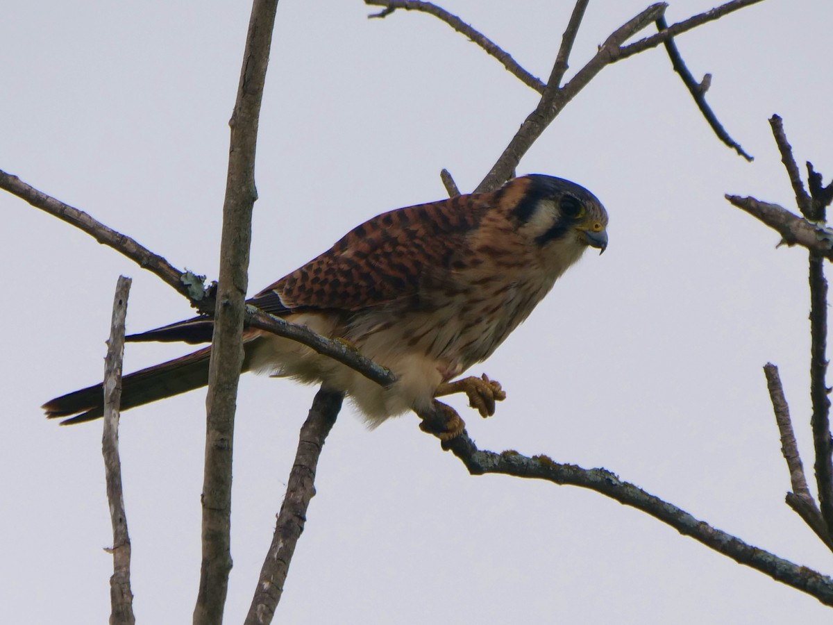 spurvefalk - ML646468445