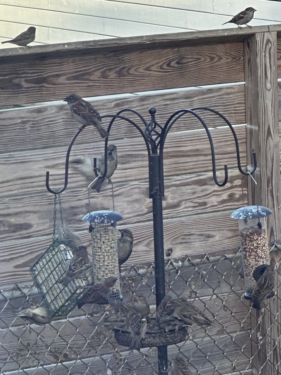 vrabec domácí - ML646468446