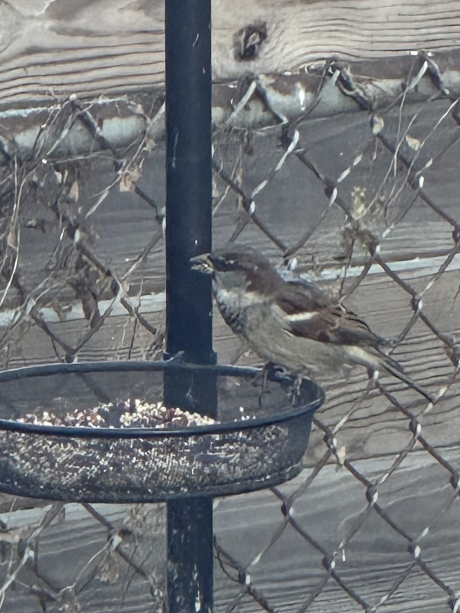 vrabec domácí - ML646468448