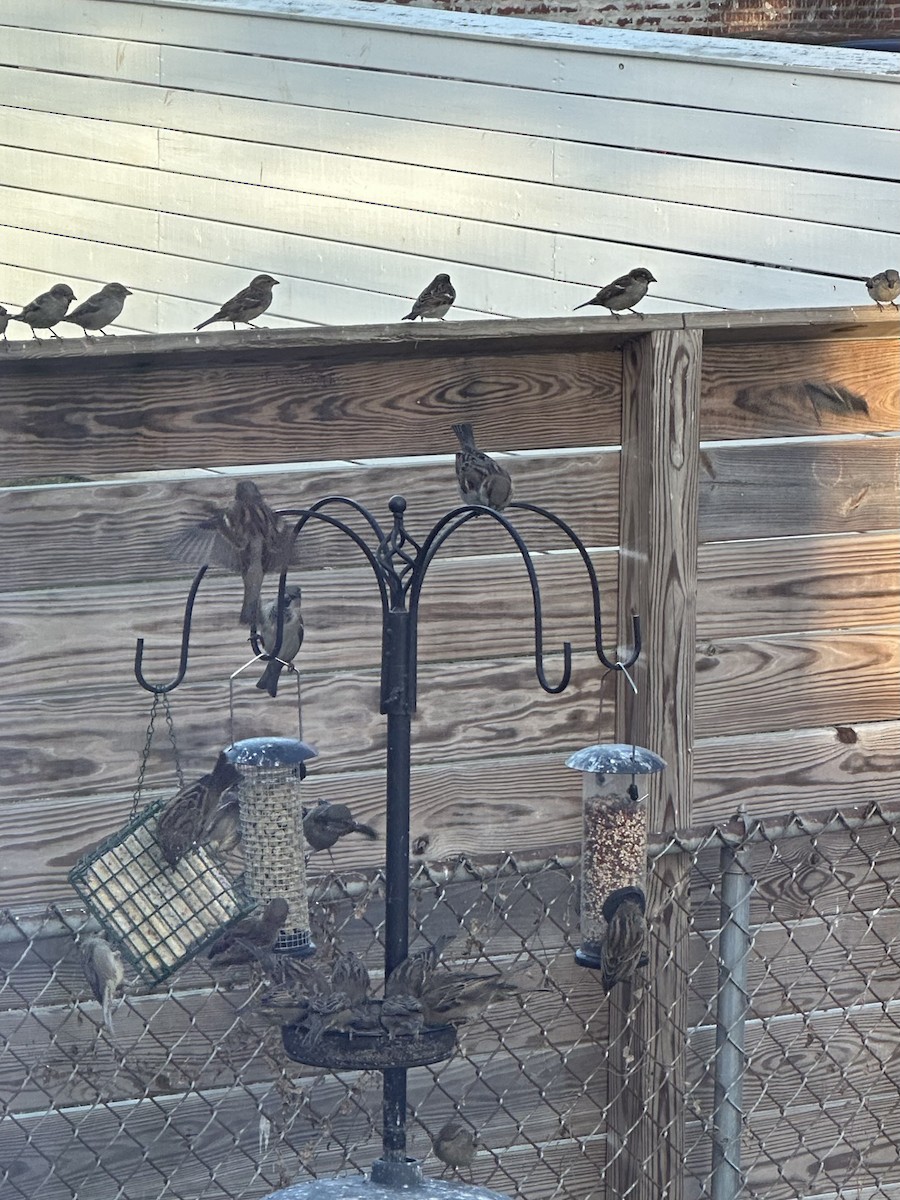 vrabec domácí - ML646468449