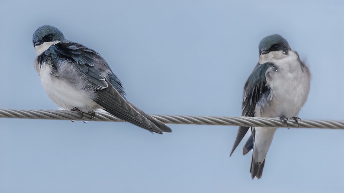 Sumpfschwalbe - ML646468450