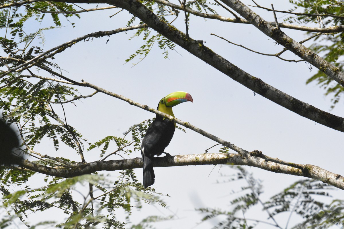 Тукан жовтогорлий - ML646468451