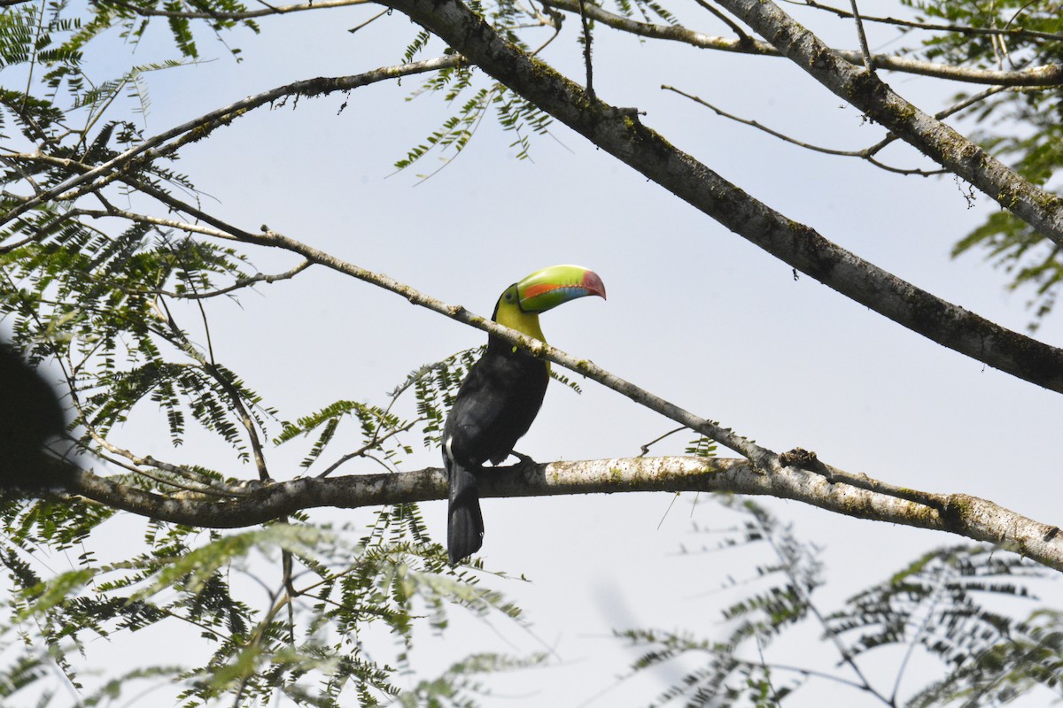 Тукан жовтогорлий - ML646468452