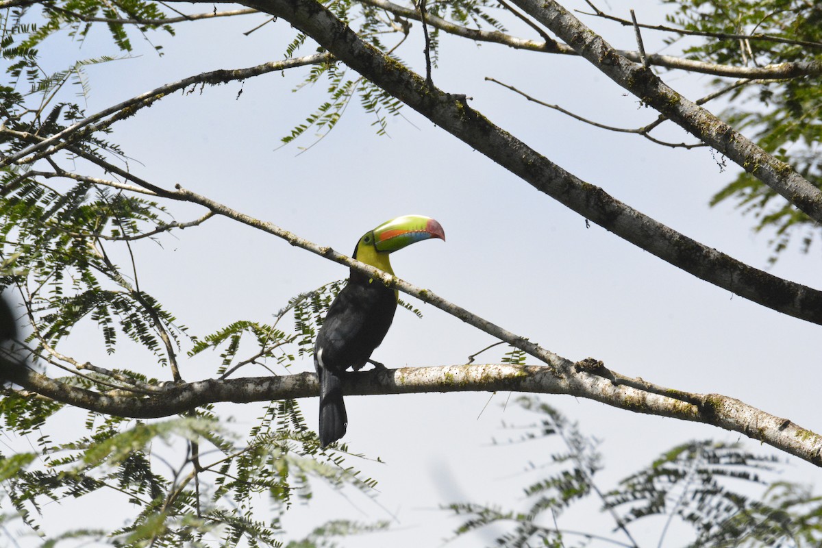 Тукан жовтогорлий - ML646468453