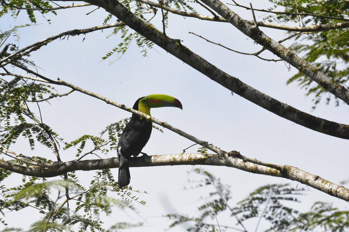 Тукан жовтогорлий - ML646468454