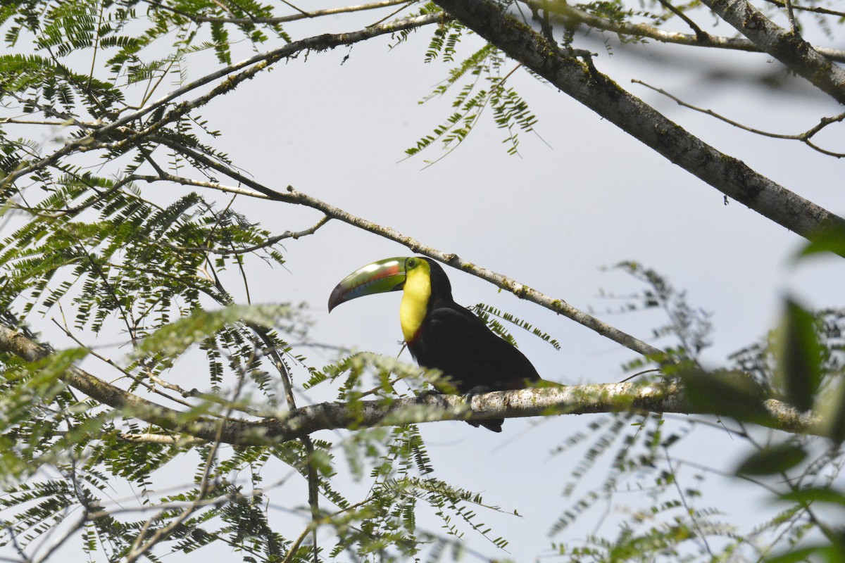 Тукан жовтогорлий - ML646468455